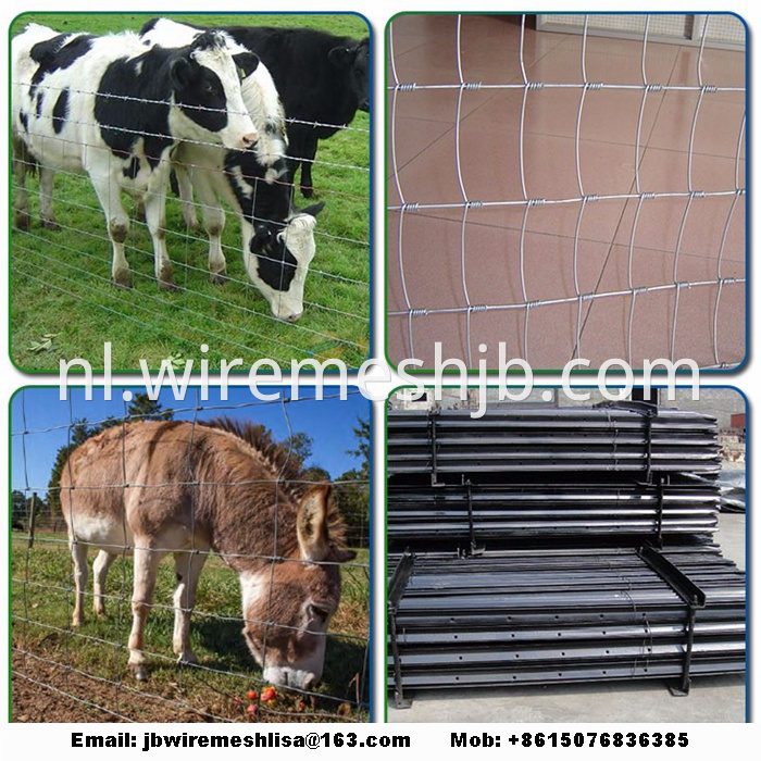 Galvanized Cattle Fence And Kraal Network